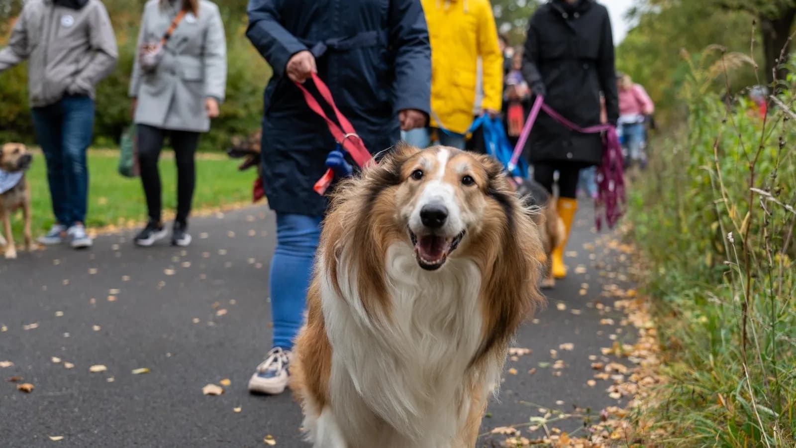 A long-haired collie with an open mouth and looking at the camera is being walked by a person, with several other people and dogs in the background.