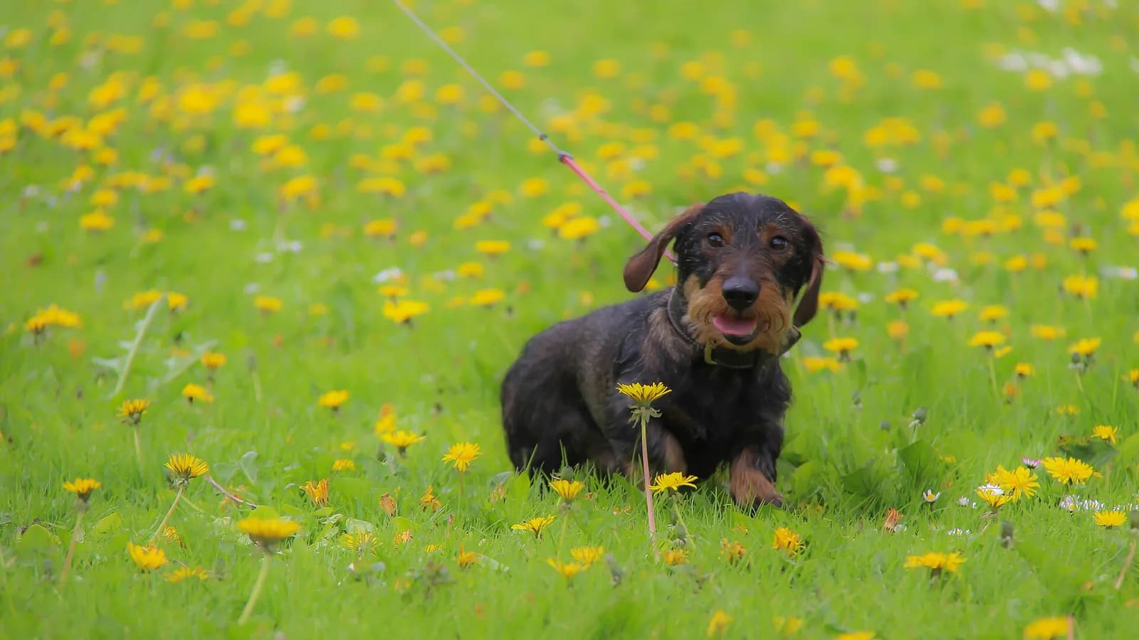 A happy wire-haired dachshund on a leash sits in a vibrant green field filled with bright yellow dandelions.