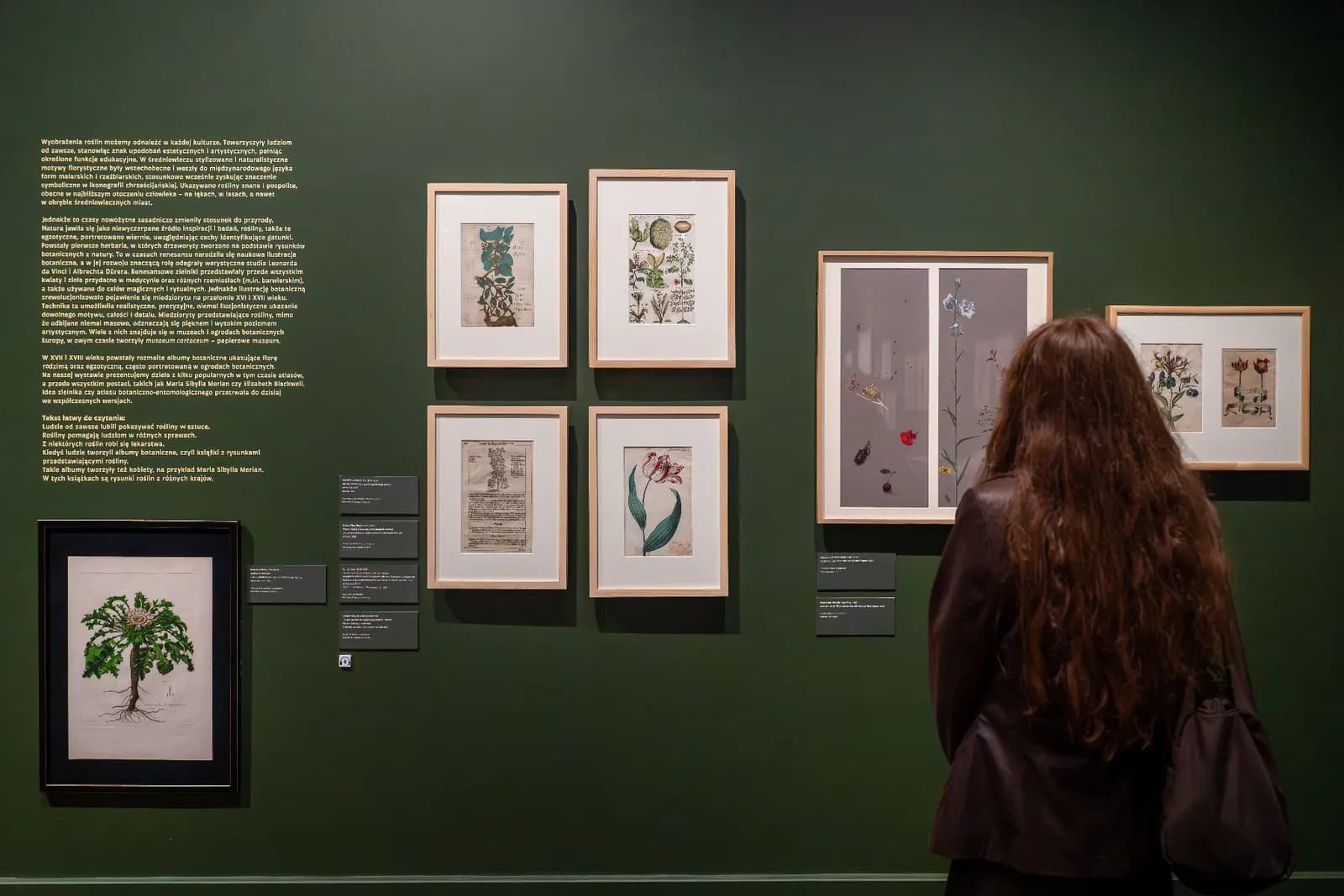 A person with long brown hair stands with their back to the viewer, looking at framed botanical illustrations displayed on a dark green wall.