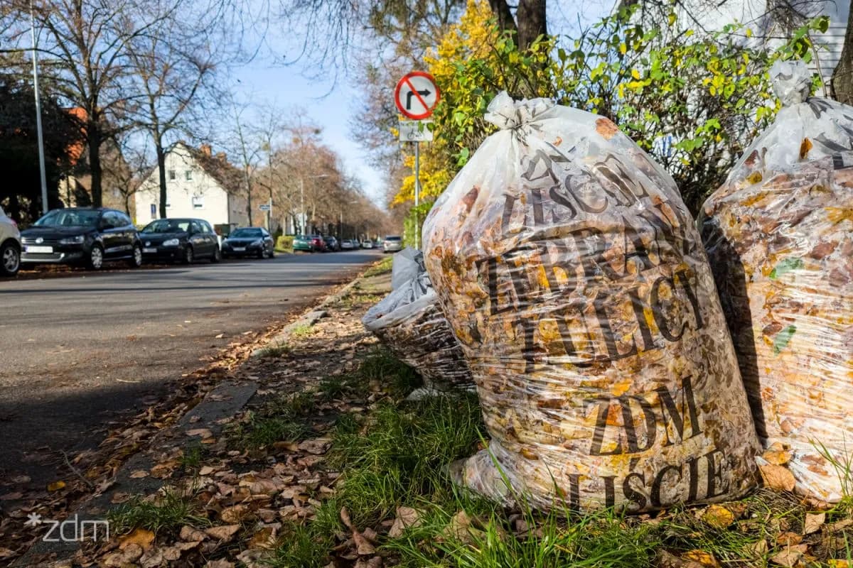 Free Leaf Collection Bags Available to Poznań Residents