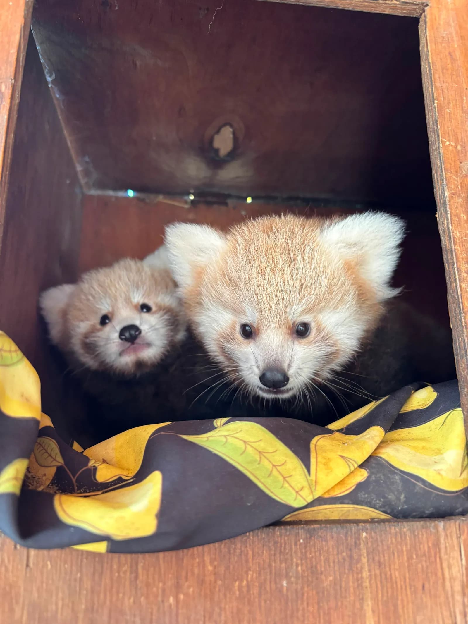 Two baby red pandas with light fur and dark eyes peek out from a wooden box lined with a dark blanket patterned with yellow leaves.