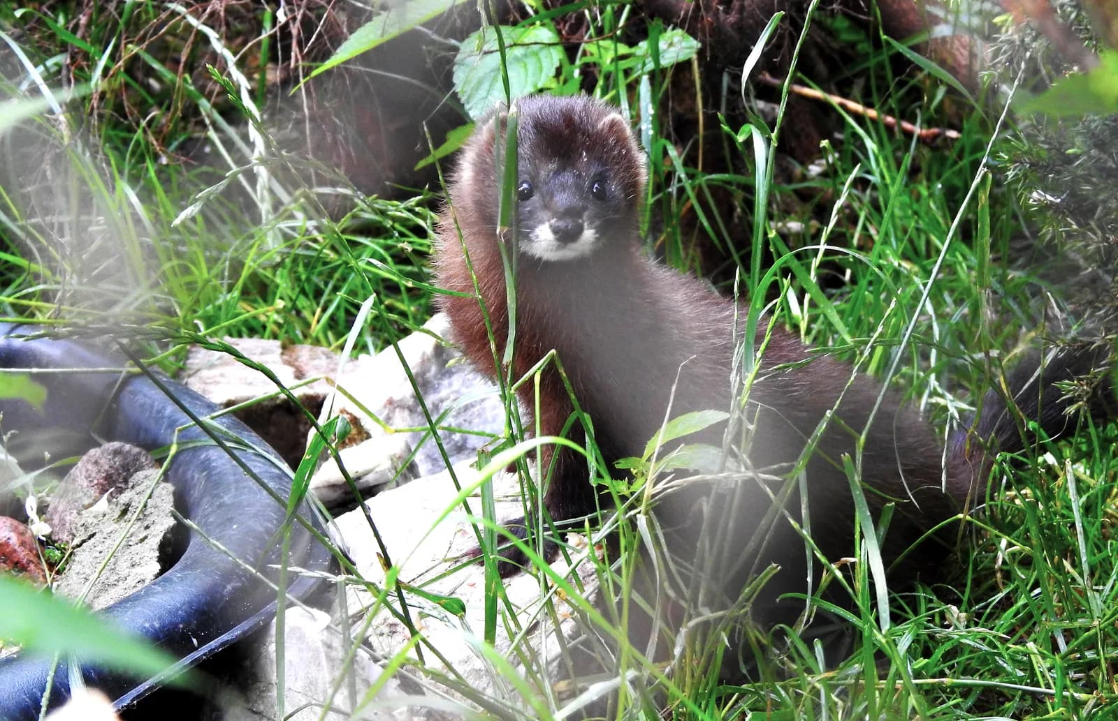 A small brown mink with a white chin peeks out from tall green grass and rocks, looking directly at the viewer.