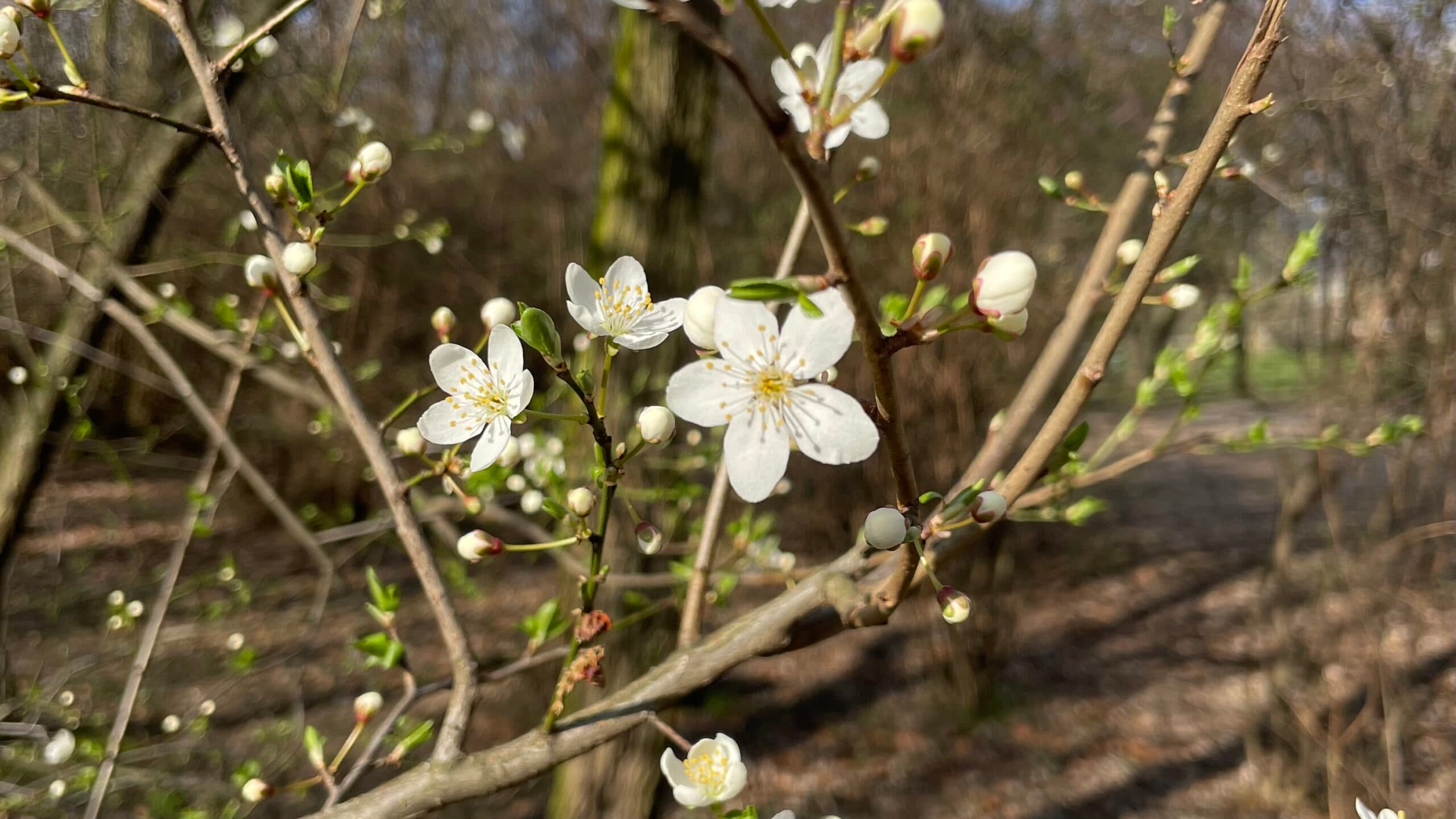 Poznań’s Green Escapes: Discovering Enchanting Parks, Gardens, and Nature Sanctuaries
