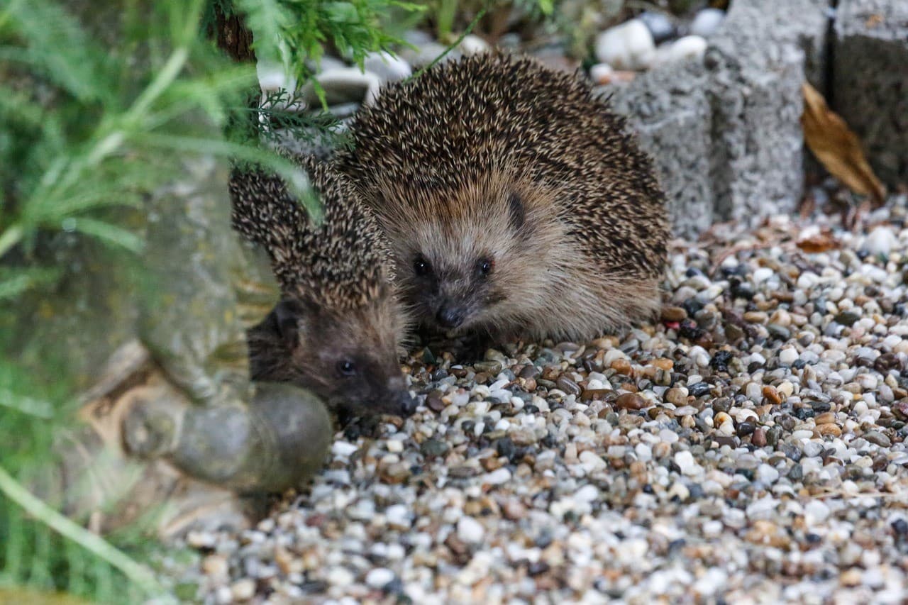 Poznań Hedgehog Day: Celebration and Learning at the Palm House