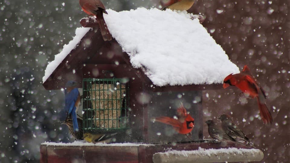 Winter Feeding: Are Bird Feeders a Blessing or a Trap?