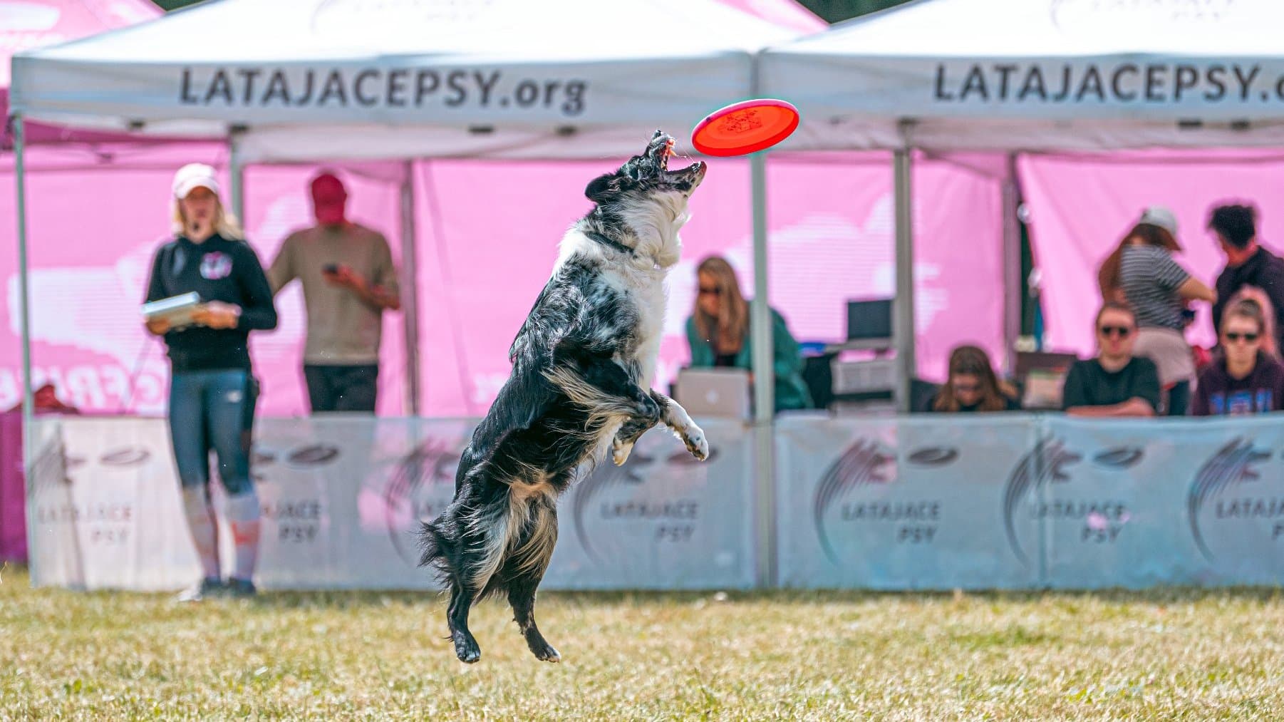 Kejtrówka 2025: The Dog Festival You’d Regret Missing