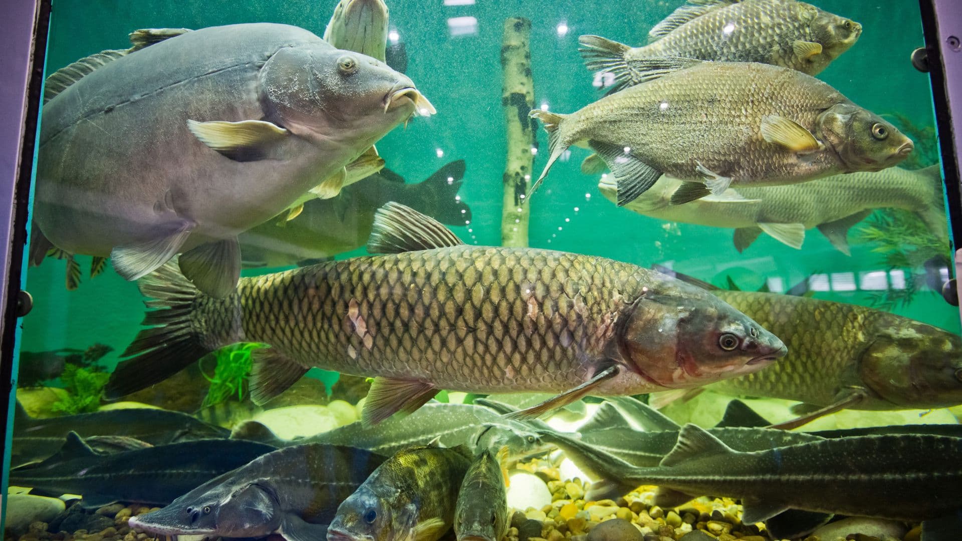 Get Hooked on Rybomania 2025 – The Ultimate Fishing Expo