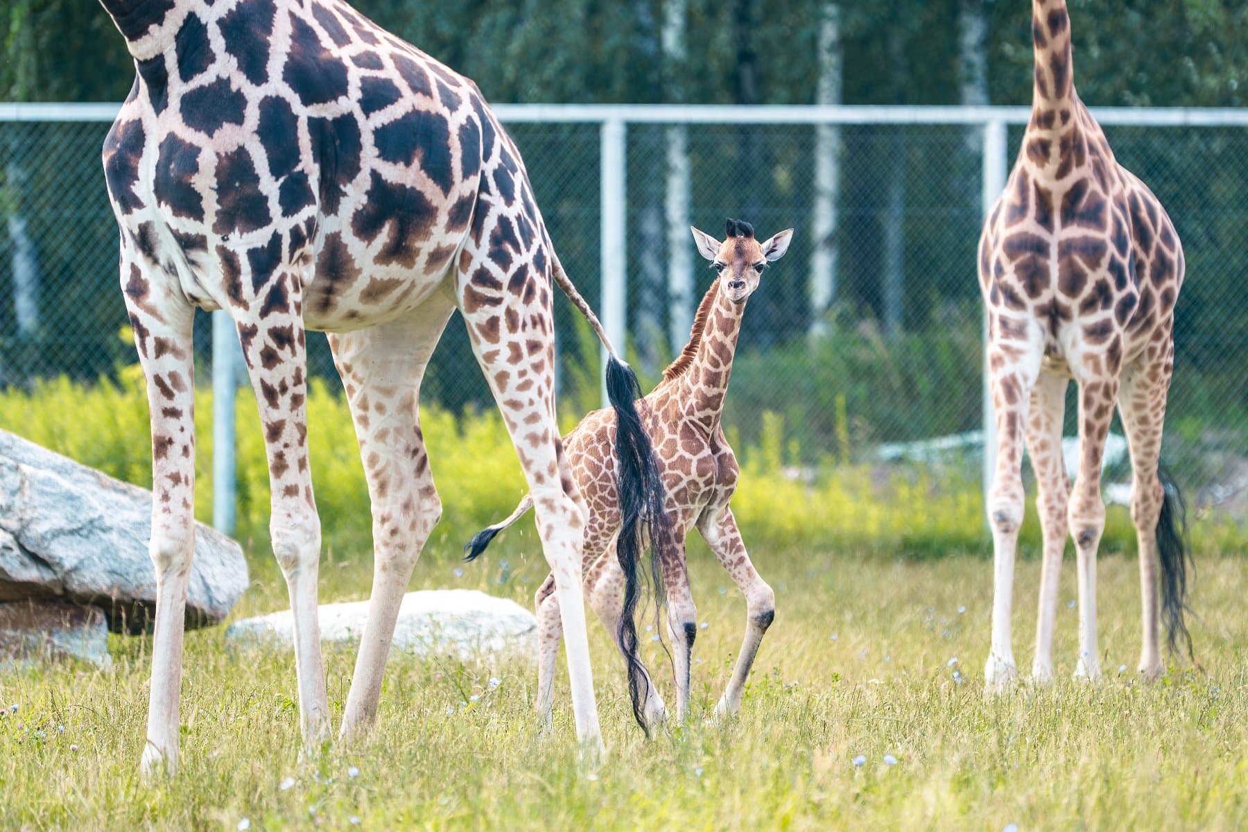 A Heartwarming Arrival: Baby Giraffe Born at Poznań’s Nowe Zoo