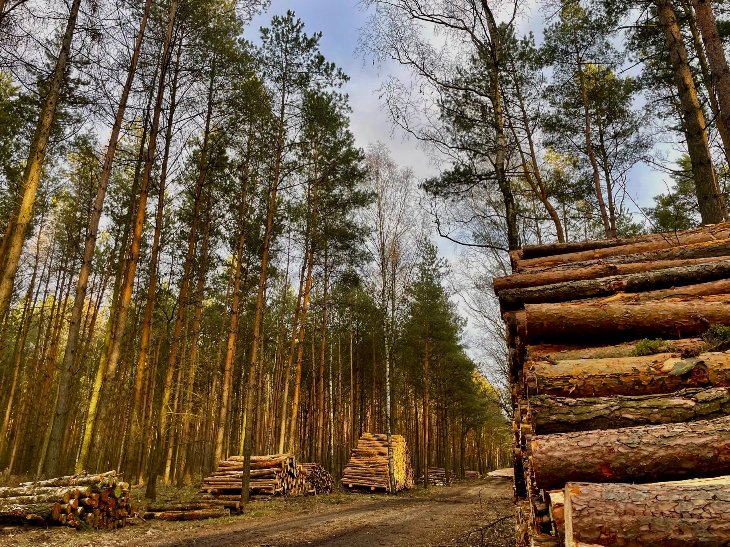 New Social Forests Initiative Brings Green Revolution to Poznań