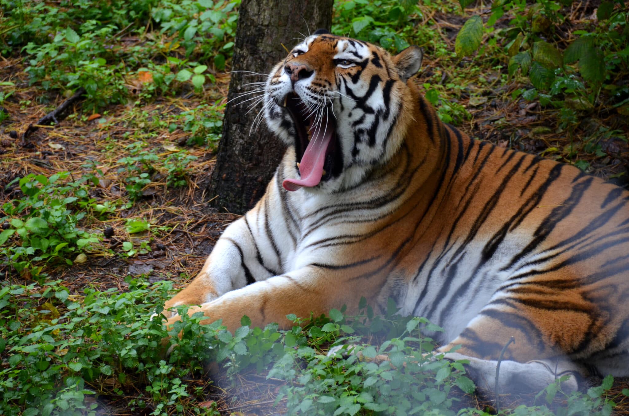 Adventures at Poznań Zoo During the Long Weekend in May!