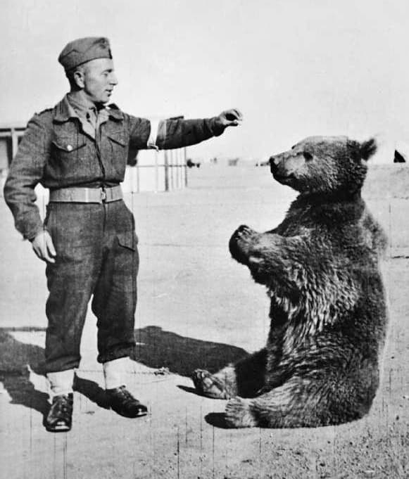 Wojtek the Soldier Bear: Poland’s Hero Who Won Hearts in Battle and Beyond