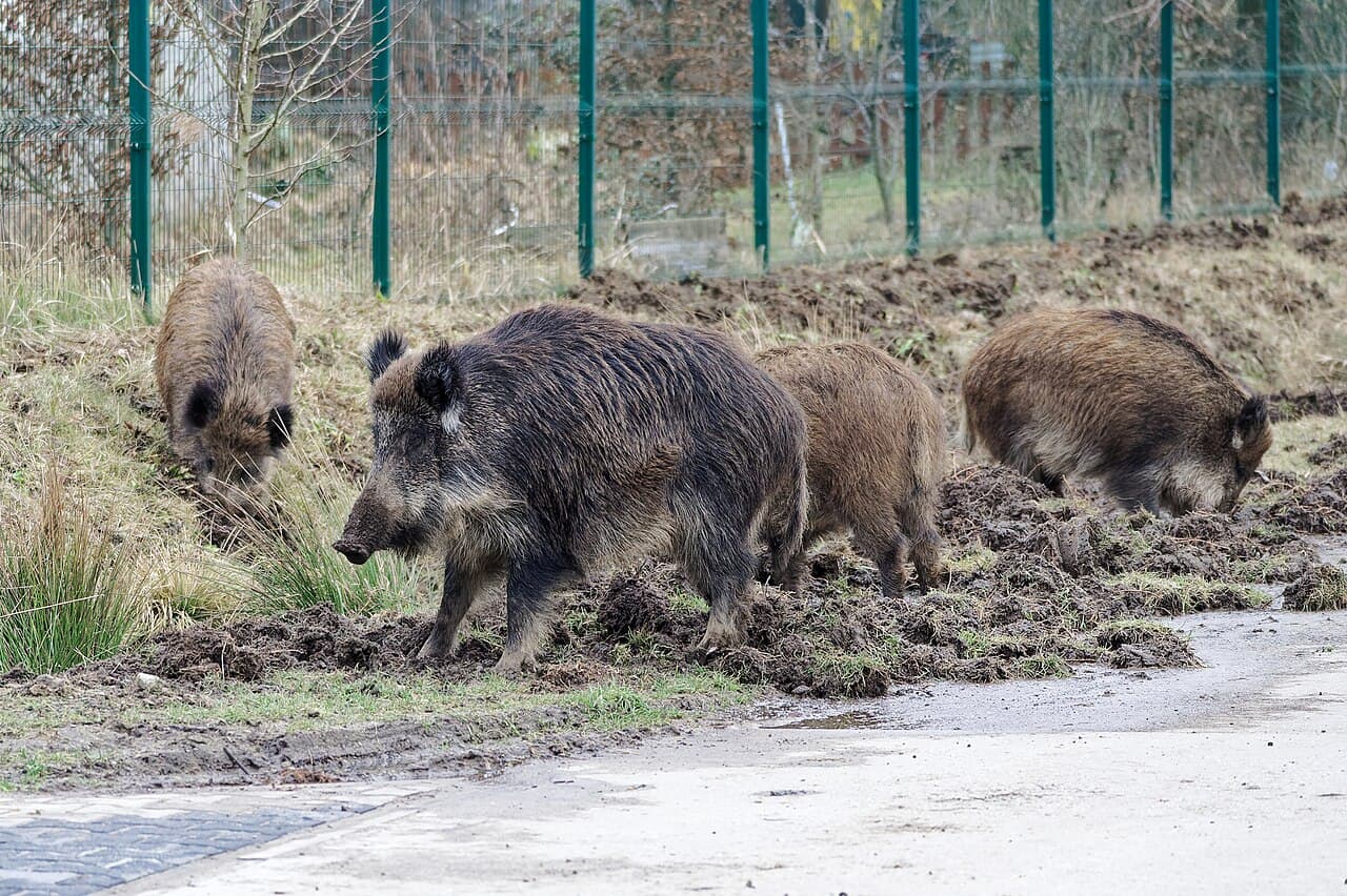 Wild Boars in Poznań: Why They’re Being Spotted More Often and What to Do If You See One
