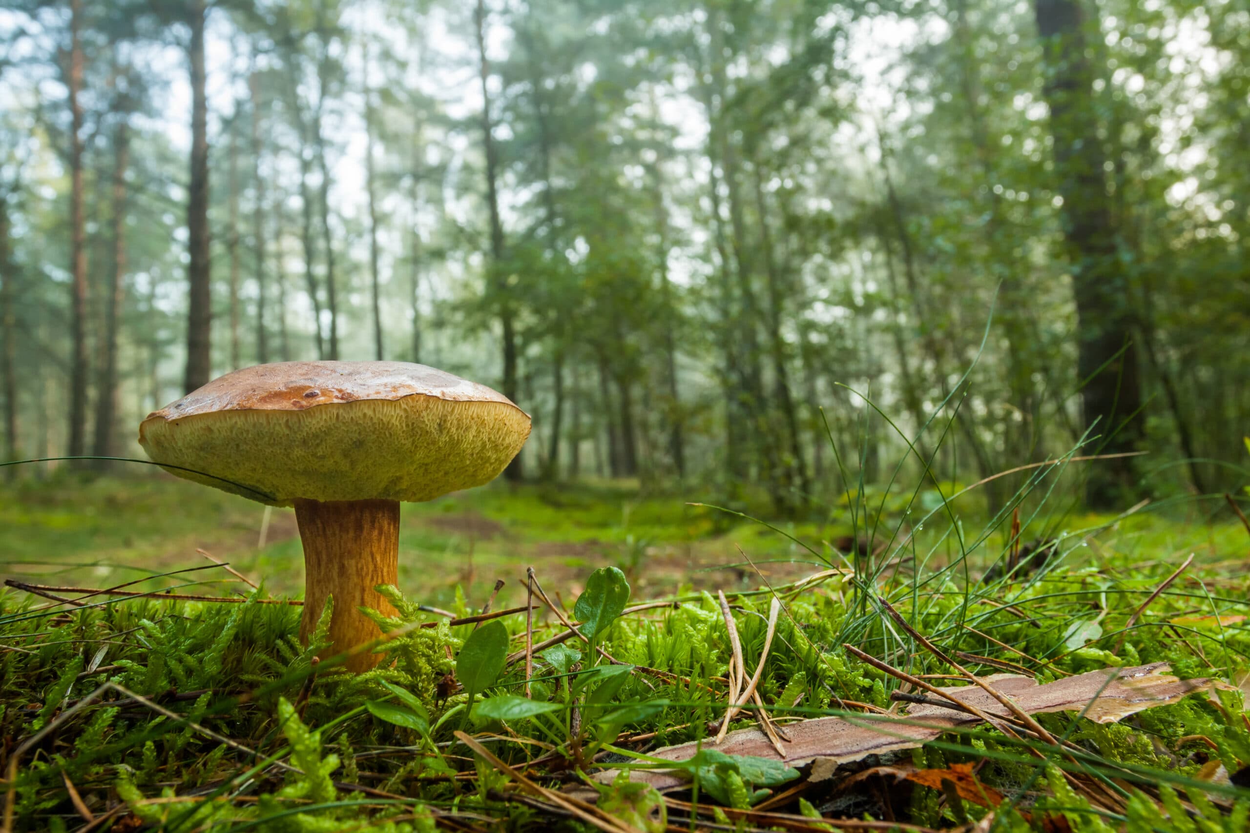 Mushroom Picking 2025: Where to Go in Greater Poland? We’ve Got the Best Spots!