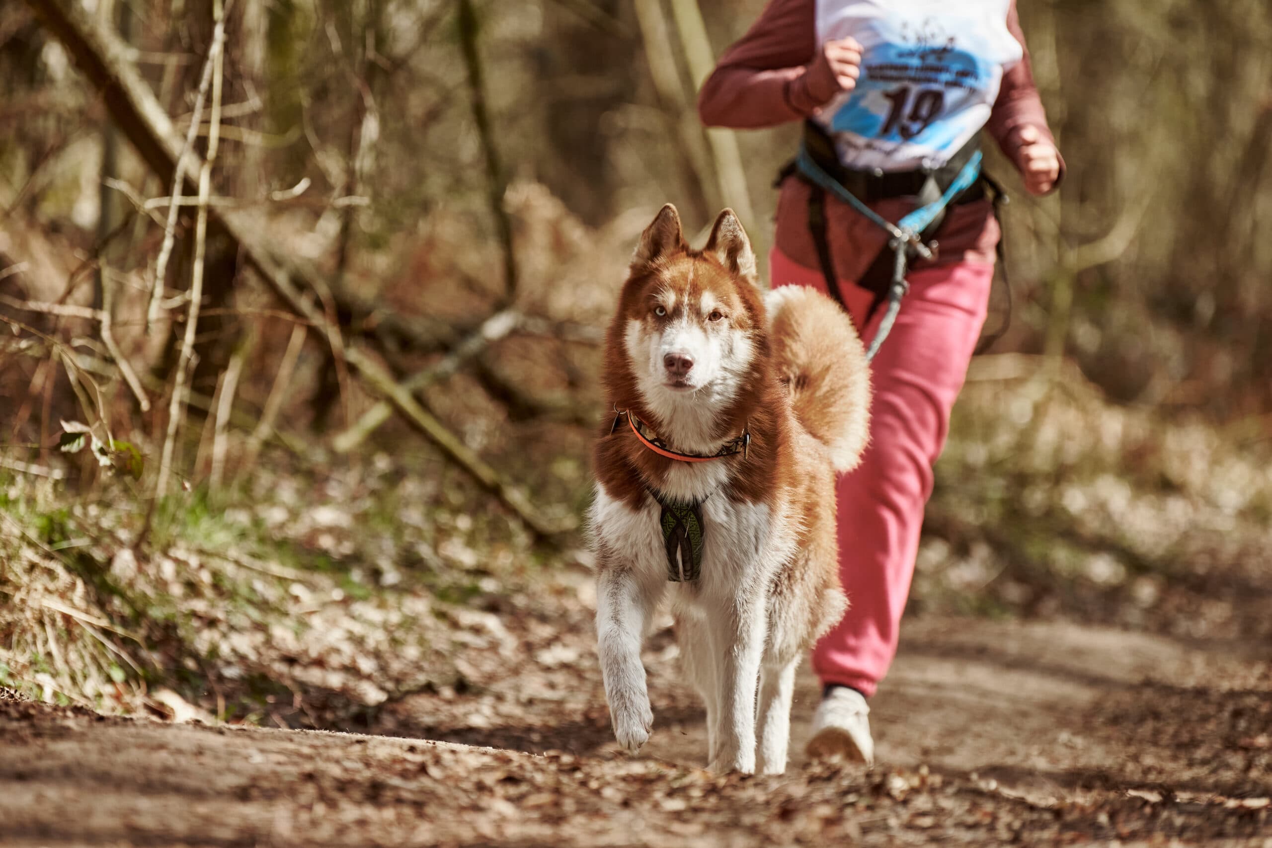 A Pawsome Adventure: Dogtrekking Wuchta Łap Returns to Poznań